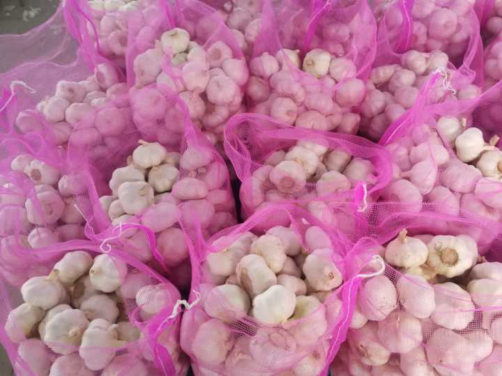 Normal white pure garlic 